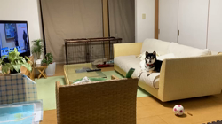 山脇照之ブリーダーからお迎えした柴犬：レオくん
