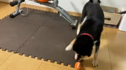 山脇照之ブリーダーからお迎えした柴犬：レオくん