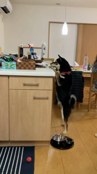 山脇照之ブリーダーからお迎えした柴犬：レオくん