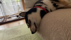 山脇照之ブリーダーからお迎えした柴犬：レオくん