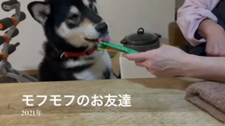 山脇照之ブリーダーからお迎えした柴犬：レオくん