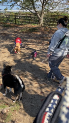 撫養香織ブリーダーからお迎えしたミニチュアシュナウザー：のいちゃん