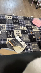 撫養香織ブリーダーからお迎えしたミニチュアシュナウザー：のいちゃん