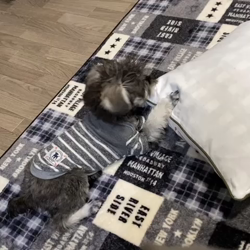 撫養香織ブリーダーからお迎えしたミニチュアシュナウザー：のいちゃん