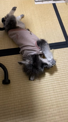 撫養香織ブリーダーからお迎えしたミニチュアシュナウザー：のいちゃん