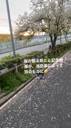 撫養香織ブリーダーからお迎えしたミニチュアシュナウザー：のいちゃん