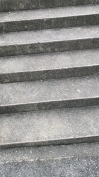 撫養香織ブリーダーからお迎えしたミニチュアシュナウザー：のいちゃん