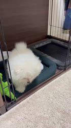 田山ほのかブリーダーからお迎えしたポメマル(ポメラニアン×マルチーズ)：もち丸くん