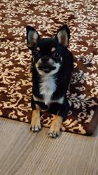 楠本美子ブリーダーからお迎えしたチワワ(スムース)：レオンくん