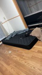 渡邊舞ブリーダーからお迎えしたチワワ(スムース)：タンくん