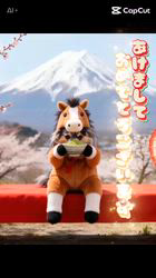 寺村智子ブリーダーからお迎えしたチワワ(ロング)：チョコちゃん