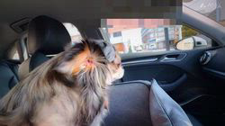 寺村智子ブリーダーからお迎えしたチワワ(ロング)：チョコちゃん