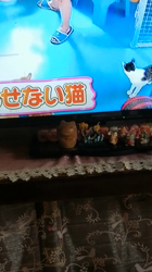 矢次祐樹ブリーダーからお迎えしたスコティッシュフォールド：ポピーくん