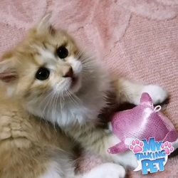 矢次祐樹ブリーダーからお迎えしたスコティッシュフォールド：ポピーくん