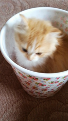 矢次祐樹ブリーダーからお迎えしたスコティッシュフォールド：ポピーくん