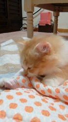 矢次祐樹ブリーダーからお迎えしたスコティッシュフォールド：ポピーくん