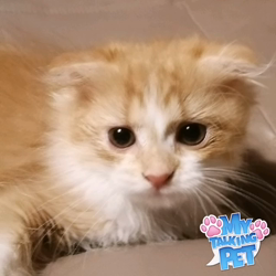 矢次祐樹ブリーダーからお迎えしたスコティッシュフォールド：ポピーくん