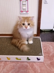 矢次祐樹ブリーダーからお迎えしたスコティッシュフォールド：ポピーくん