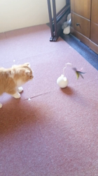 矢次祐樹ブリーダーからお迎えしたスコティッシュフォールド：ポピーくん