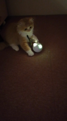 矢次祐樹ブリーダーからお迎えしたスコティッシュフォールド：ポピーくん