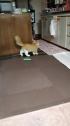 矢次祐樹ブリーダーからお迎えしたスコティッシュフォールド：ポピーくん
