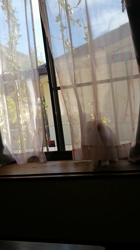 矢次祐樹ブリーダーからお迎えしたスコティッシュフォールド：ポピーくん