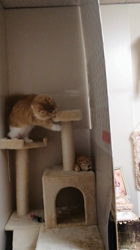 矢次祐樹ブリーダーからお迎えしたスコティッシュフォールド：ポピーくん