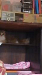 矢次祐樹ブリーダーからお迎えしたスコティッシュフォールド：ポピーくん