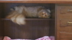 矢次祐樹ブリーダーからお迎えしたスコティッシュフォールド：ポピーくん