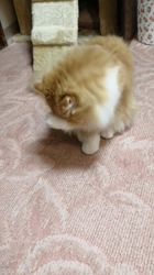 矢次祐樹ブリーダーからお迎えしたスコティッシュフォールド：ポピーくん