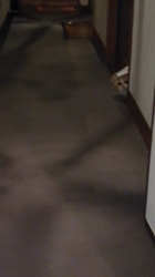 矢次祐樹ブリーダーからお迎えしたスコティッシュフォールド：ポピーくん