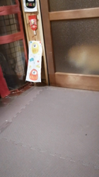 矢次祐樹ブリーダーからお迎えしたスコティッシュフォールド：ポピーくん