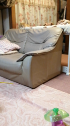 矢次祐樹ブリーダーからお迎えしたスコティッシュフォールド：ポピーくん