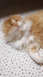 矢次祐樹ブリーダーからお迎えしたスコティッシュフォールド：ポピーくん