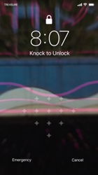 矢次祐樹ブリーダーからお迎えしたスコティッシュフォールド：ポピーくん