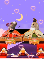 矢次祐樹ブリーダーからお迎えしたスコティッシュフォールド：ポピーくん