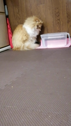 矢次祐樹ブリーダーからお迎えしたスコティッシュフォールド：ポピーくん