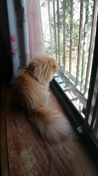 矢次祐樹ブリーダーからお迎えしたスコティッシュフォールド：ポピーくん