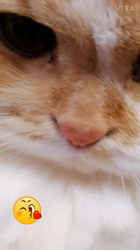 矢次祐樹ブリーダーからお迎えしたスコティッシュフォールド：ポピーくん