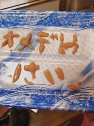 矢次祐樹ブリーダーからお迎えしたスコティッシュフォールド：ポピーくん