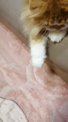 矢次祐樹ブリーダーからお迎えしたスコティッシュフォールド：ポピーくん