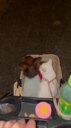 篠原由佳里ブリーダーからお迎えしたチワワ(ロング)：ひまわりくん