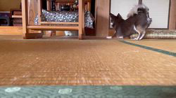 篠原由佳里ブリーダーからお迎えしたチワワ(ロング)：ひまわりくん