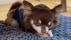 篠原由佳里ブリーダーからお迎えしたチワワ(ロング)：ひまわりくん