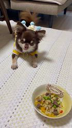 篠原由佳里ブリーダーからお迎えしたチワワ(ロング)：ひまわりくん