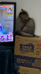 桜井大樹ブリーダーからお迎えしたアメリカンカール：うたくん
