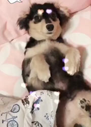 三代由紀子ブリーダーからお迎えしたミニチュアダックスフンド(ロング)：姫紀（ひめのり）ちゃん