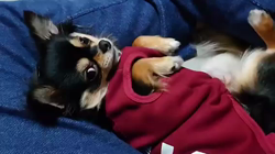 佐藤多恵子ブリーダーからお迎えしたチワワ(ロング)：ひなたくん