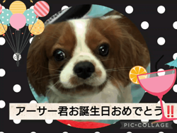関口小満ブリーダーからお迎えしたイングリッシュコッカースパニエル：日向（ひなた）くん