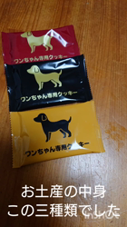 関口小満ブリーダーからお迎えしたイングリッシュコッカースパニエル：日向（ひなた）くん